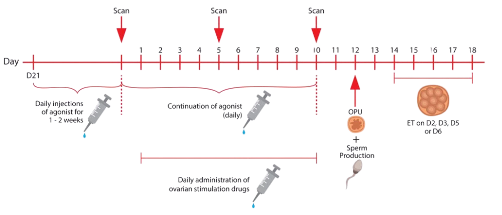 Longdownregulationprotocol e1536560672611 Transparent 2